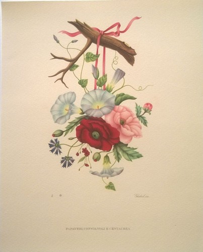 Stampe riproduzioni flora 5 - stampe,