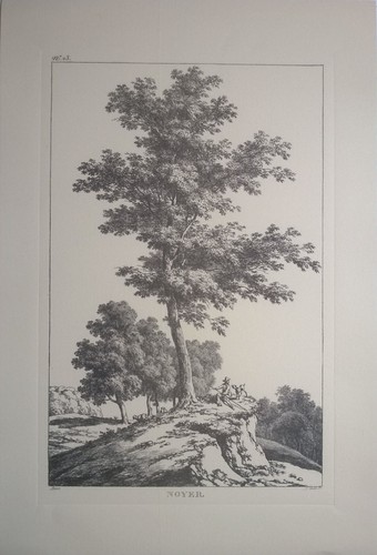 Stampe riproduzioni alberi 11 - alberi, (11