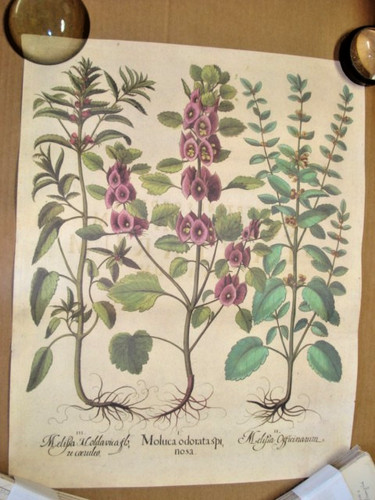 Besler riproduzioni carta - su,